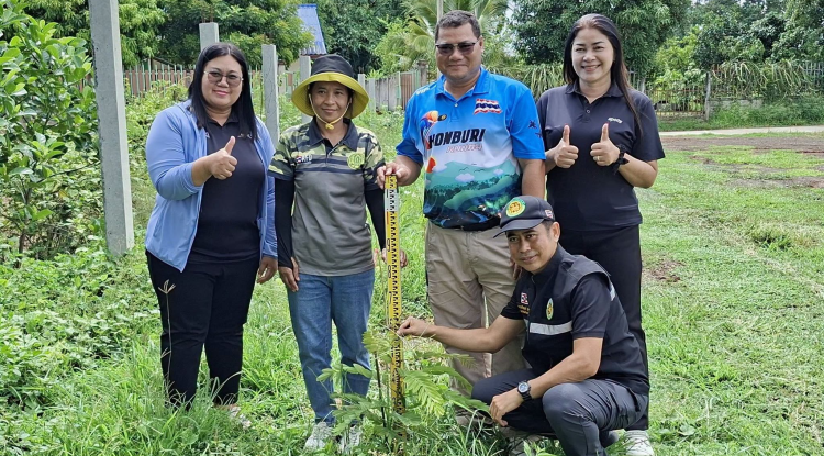 ความอนุเคราะห์สนับสนุนต้นขี้เหล็ก เพื่อนำมาใช้ปลูกสร้างความร่มรื่นและใช้ประโยชน์ในการต่อไป ณ บ้านไผ่ หมู่ที่ 6 ตำบลจระเข้หิน อำเภอครบุรี จังหวัดนครราชสีมา ดูน้อยลง